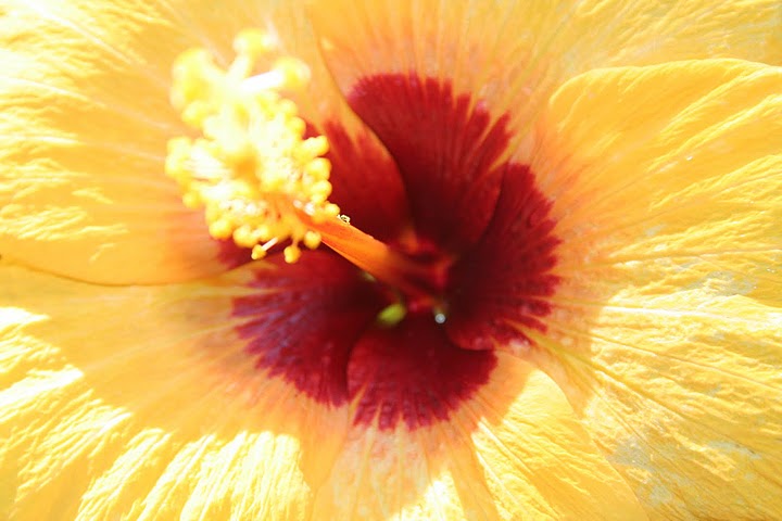34-magnolie-orange-4