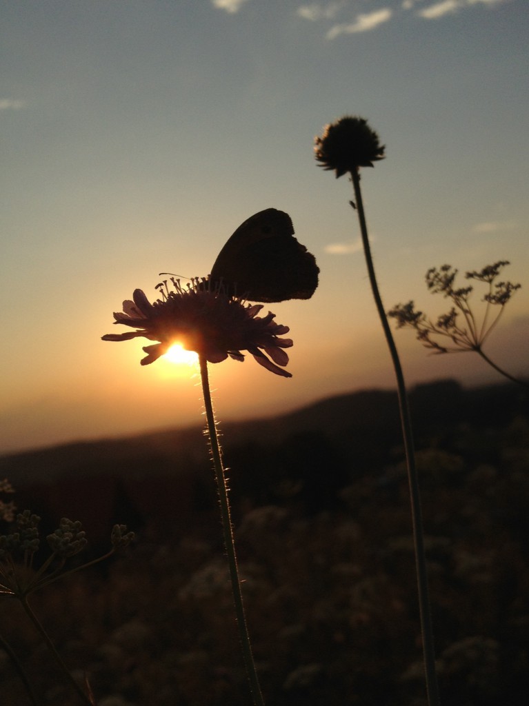 butterfly-47-2