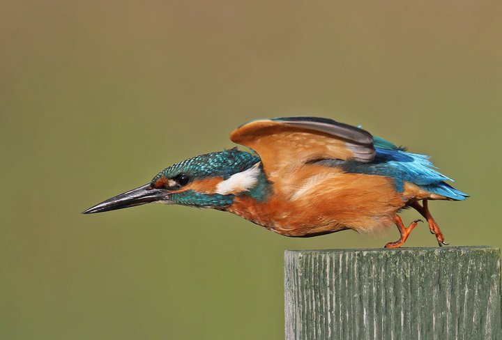 kingfisher-take-off